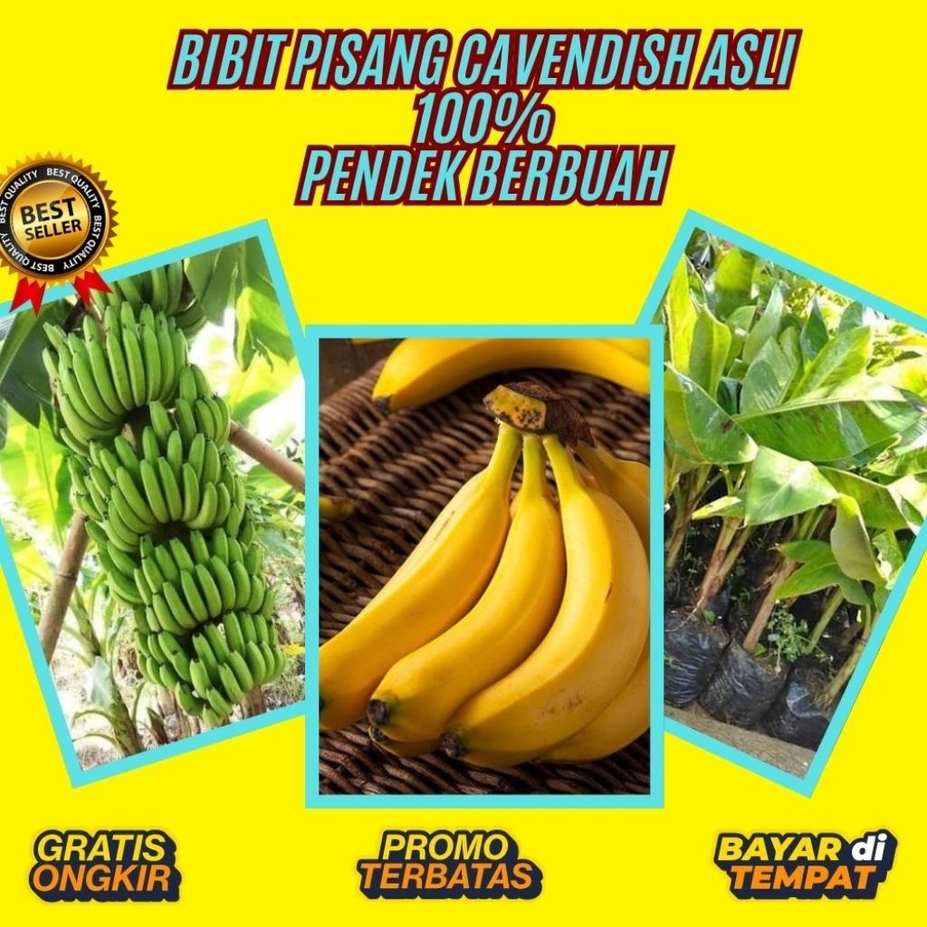 STOK TERBATAS  Bibit Pisang Cavendish Cj40