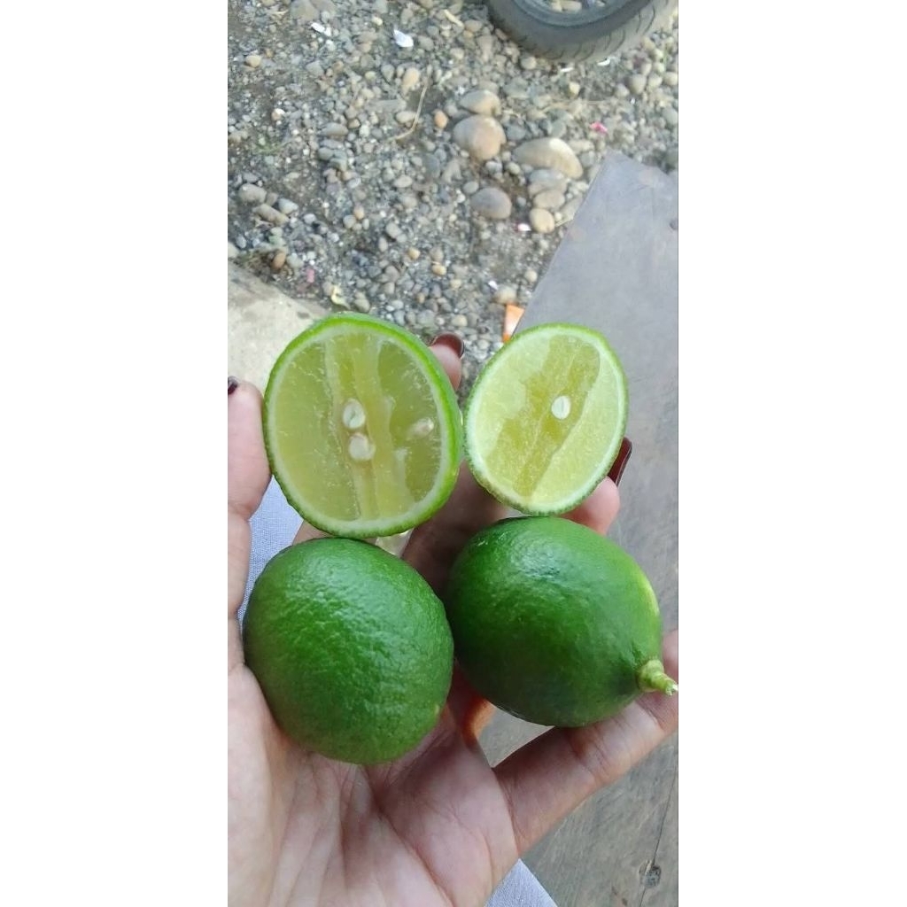 jeruk nipis segar/jeruk nipis/jeruk Soto/jeruk segar