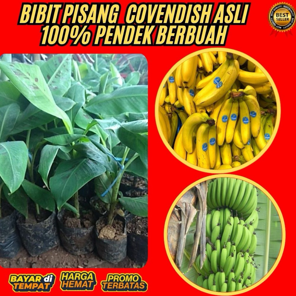ASLI  Pohon Pisang Cavendish Mini