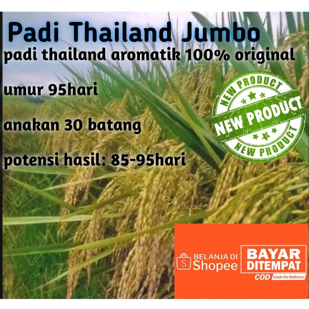 0padi unggul THAILAND JUMBO 1kg