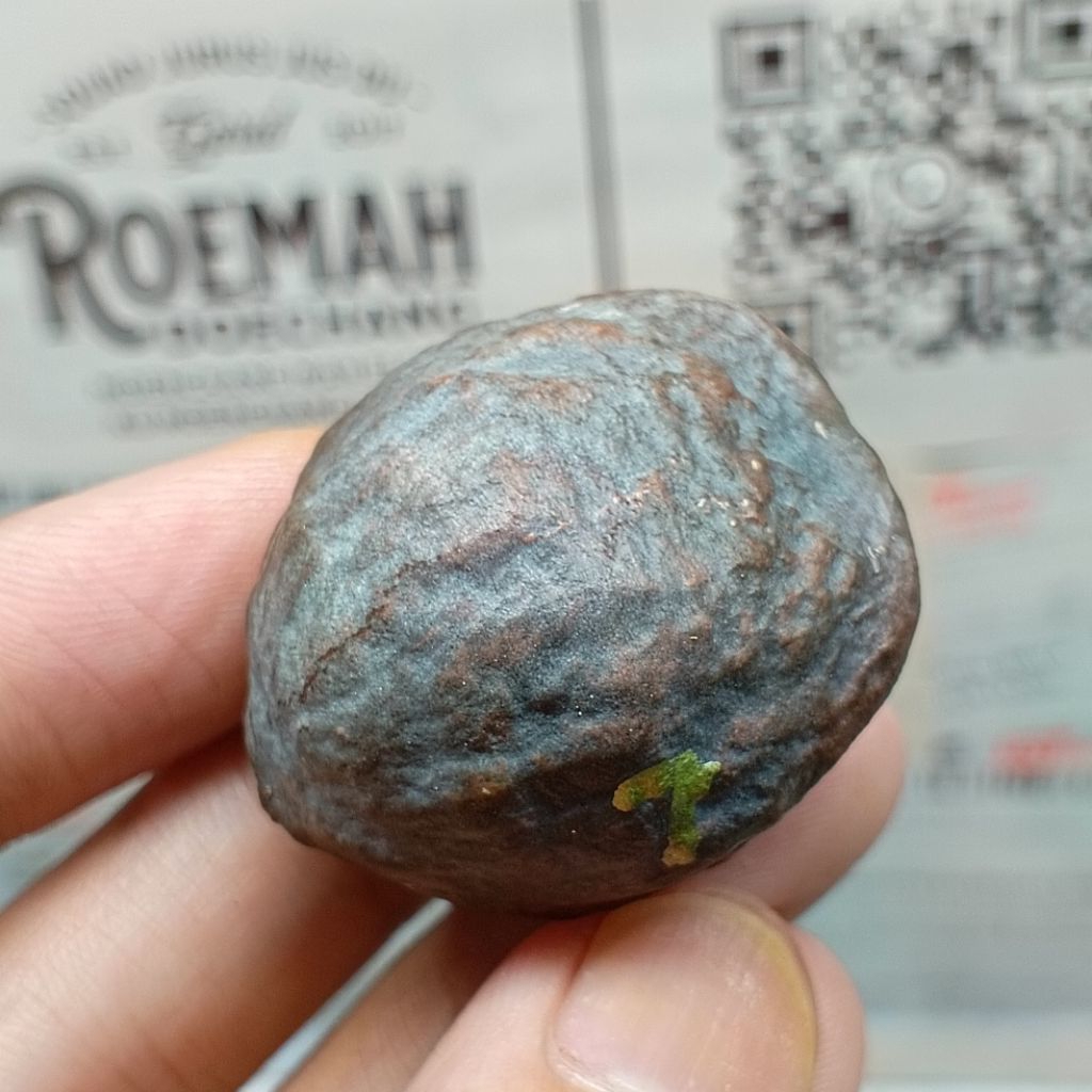 Muncang Adu Mayit Domba JR kode 7