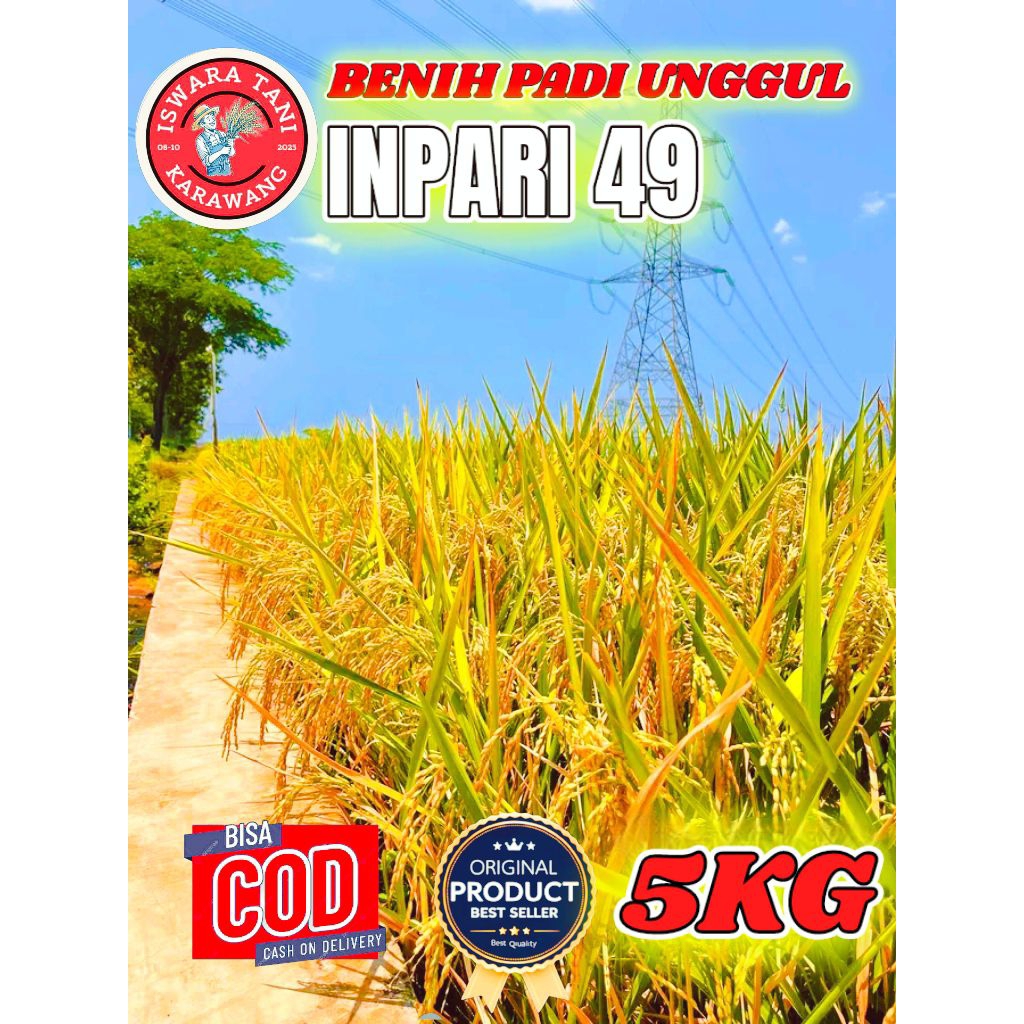 BENIH PADI BERKUALITAS INPARI 49 JEMBAR KEMASAN 5KG