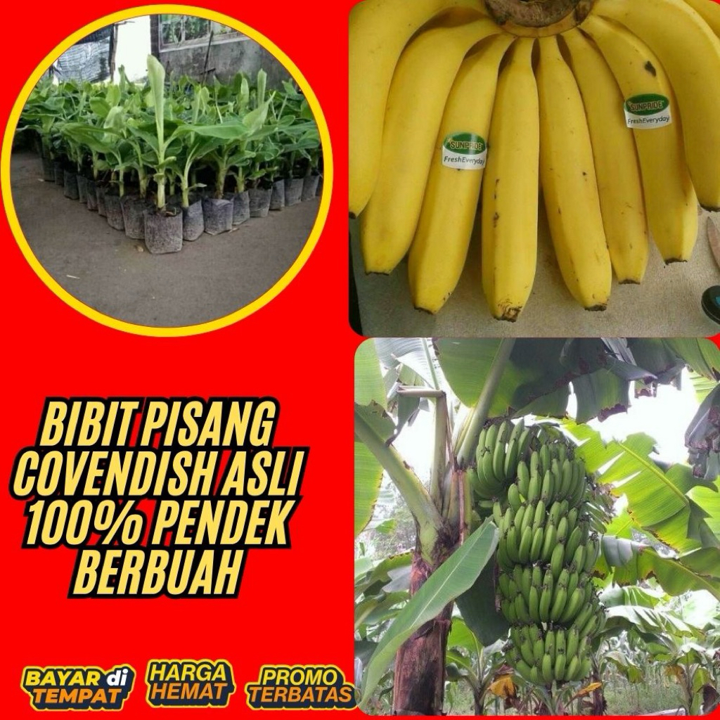 TERBUKTI ASLI  Bibit Pisang Cavendish G9 Bibit Pisang Cavendish Harga