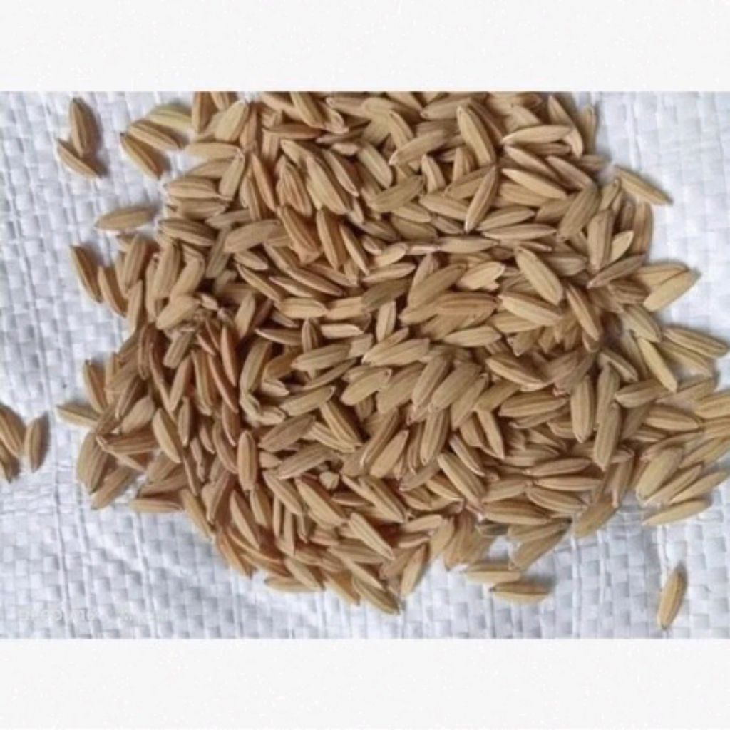 BENIH BIBIT PADI ROJOLELE TERBARU KEMASAN 5KG