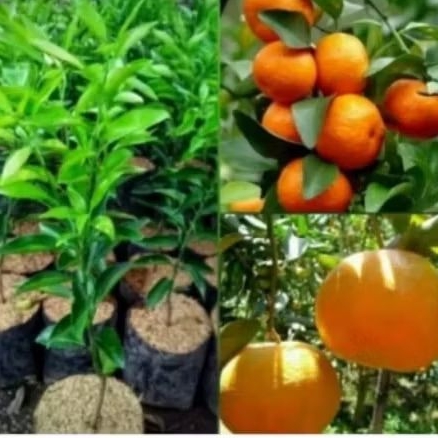 bibit buah jeruk Sunkist madu tinggi -+1 meter