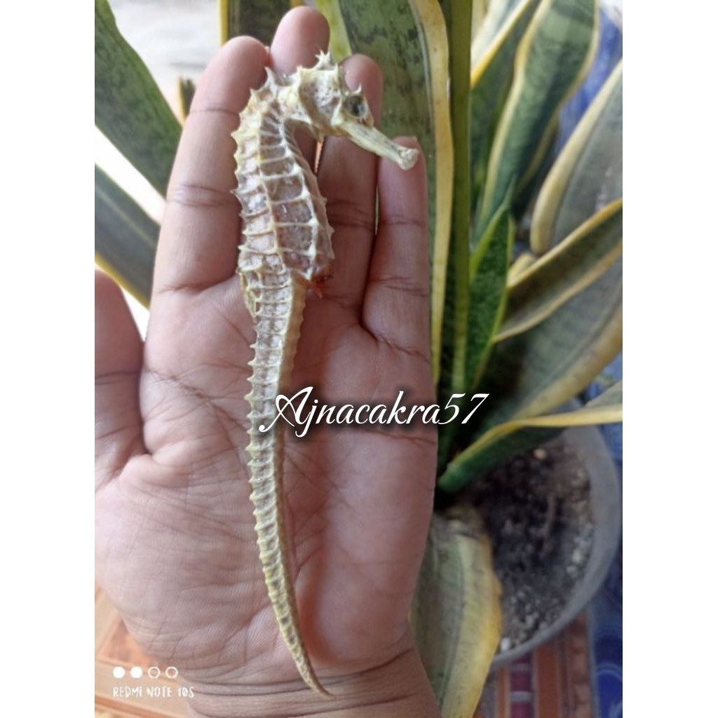 Kuda Laut Kering SUPER JUMBO PILIHAN Asli dari Laut Jawa (1Biji)