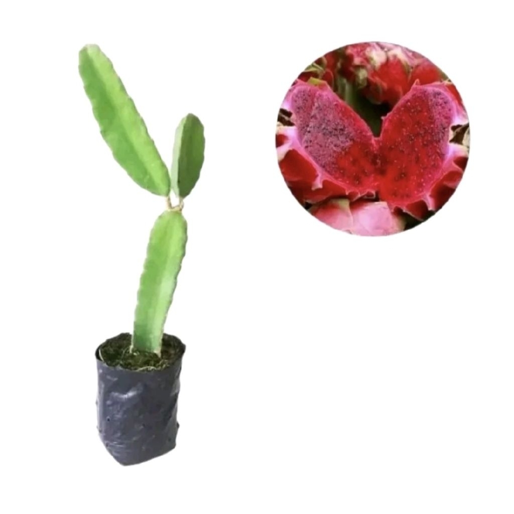 Bibit Pohon Buah Naga Merah / Stek Pohon Buah Naga