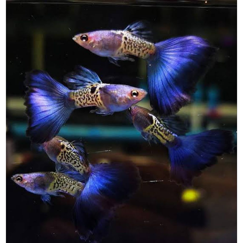 [ BIG SALE ] MSSBT - Metal Snake Skin Blue Tail Sepasang