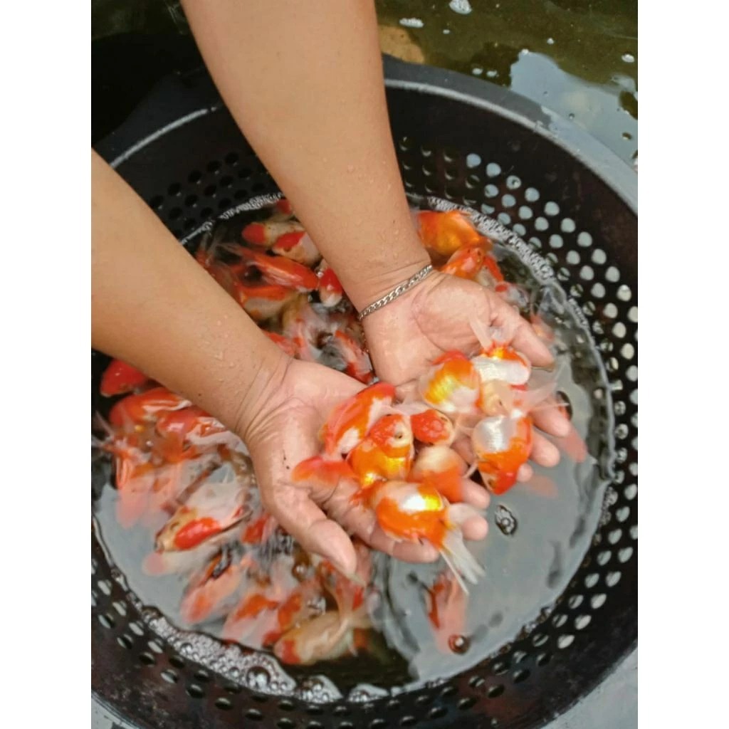 promo koki rw oranda 4pc bergaransi