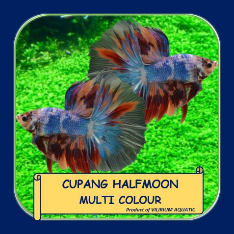 IKAN HIAS AIR TAWAR - IKAN CUPANG HALFMOON MULTICOLOUR