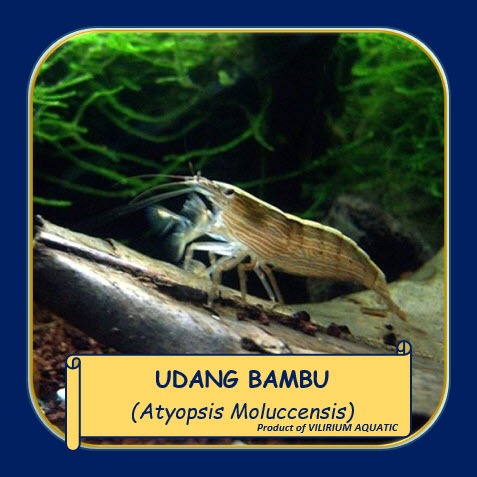 UDANG HIAS AIR TAWAR - UDANG BAMBU / BAMBOO SHRIMP / ATYOPSIS (UDANG AQUASCAPE)