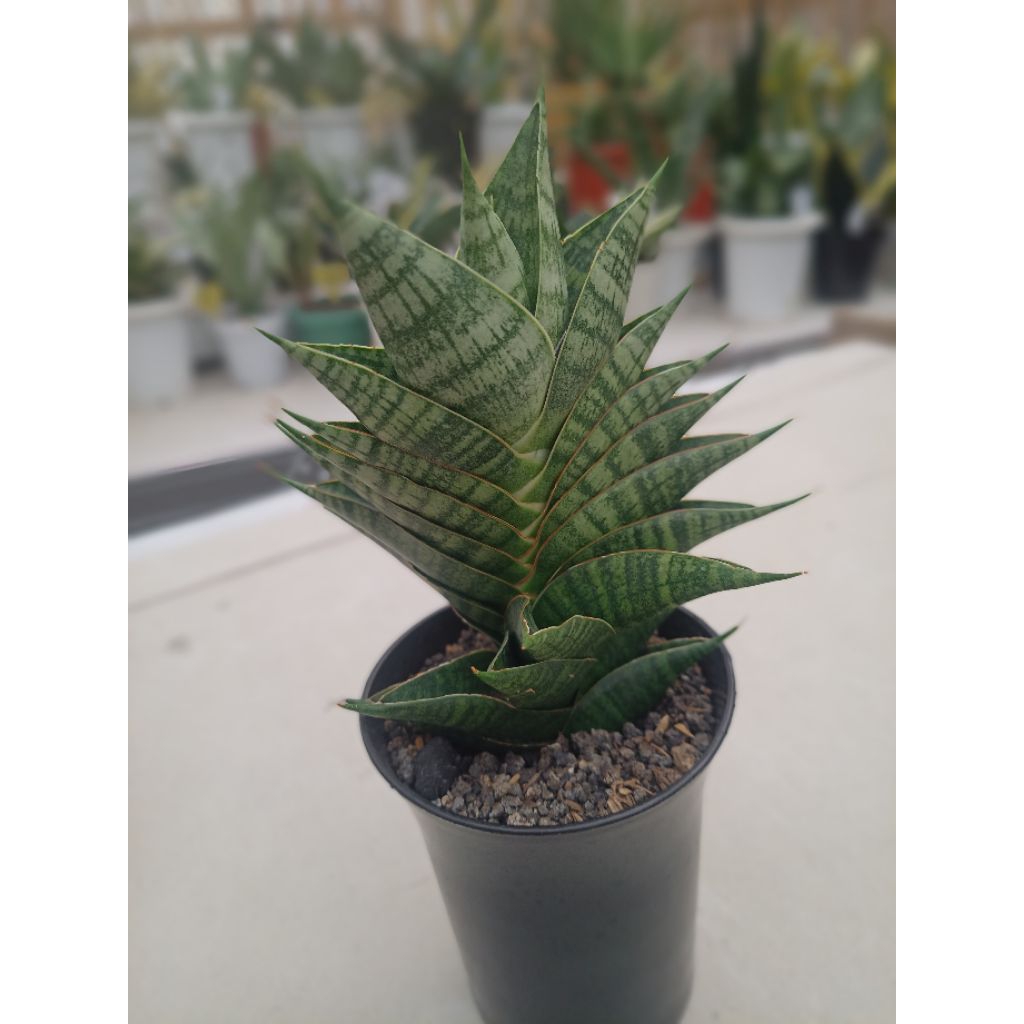 Sansevieria Hybrid Sindoro Perform