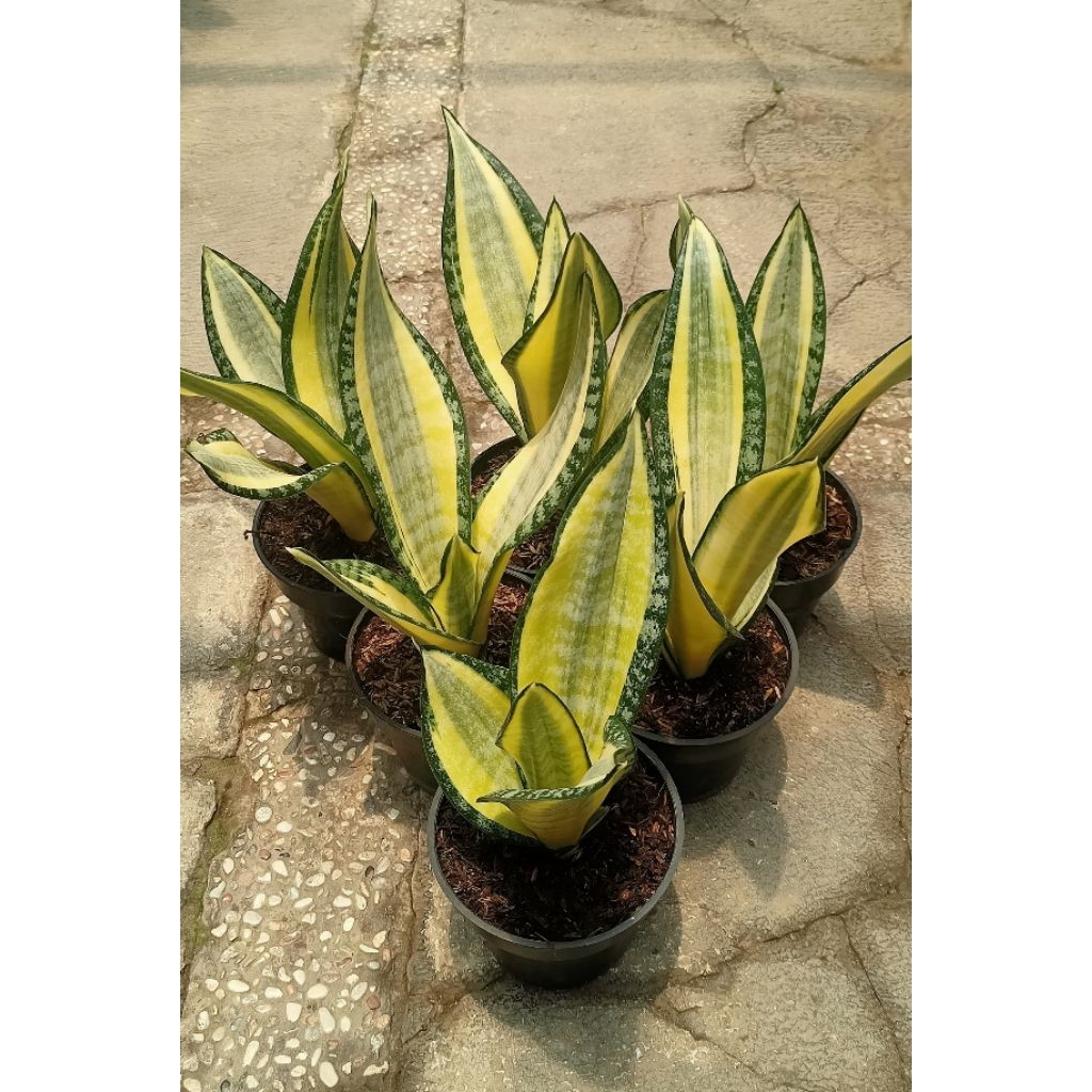 Sansevieria Hendrika Paket 6 pot