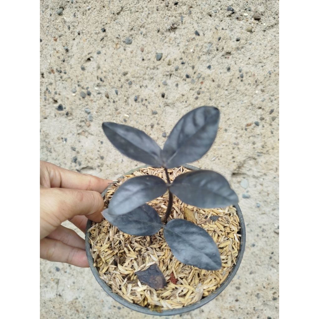 Tanaman Zamia Black Raven