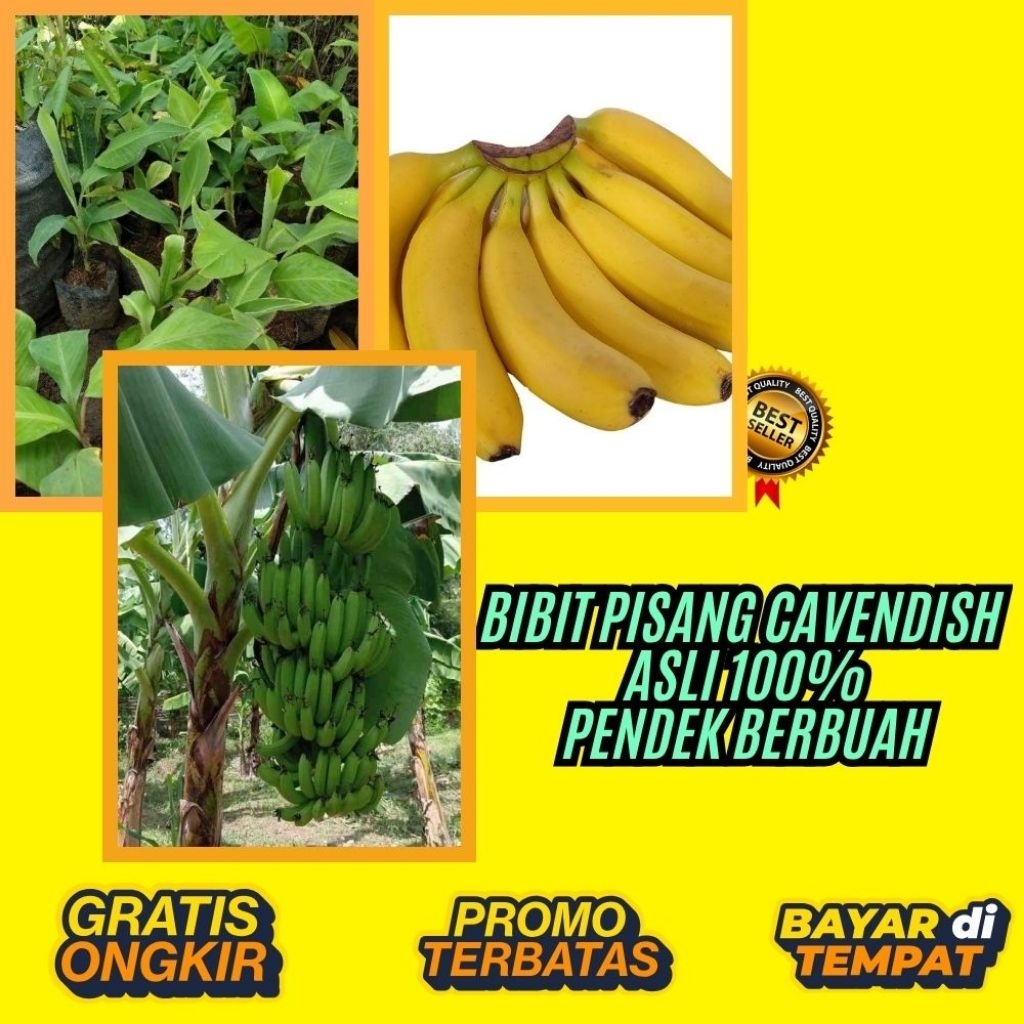 TERBUKTI ASLI  Benih Pisang Cavendish Super  Benih Pisang Cavendish Yang Bagus  Benih Pisang Cavendi