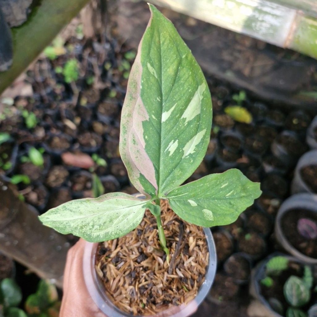Syngonium Red Spot Tri Color