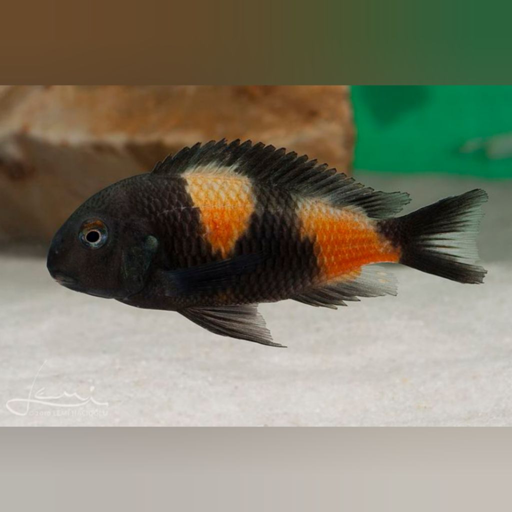 tropheus bulu point cichlid