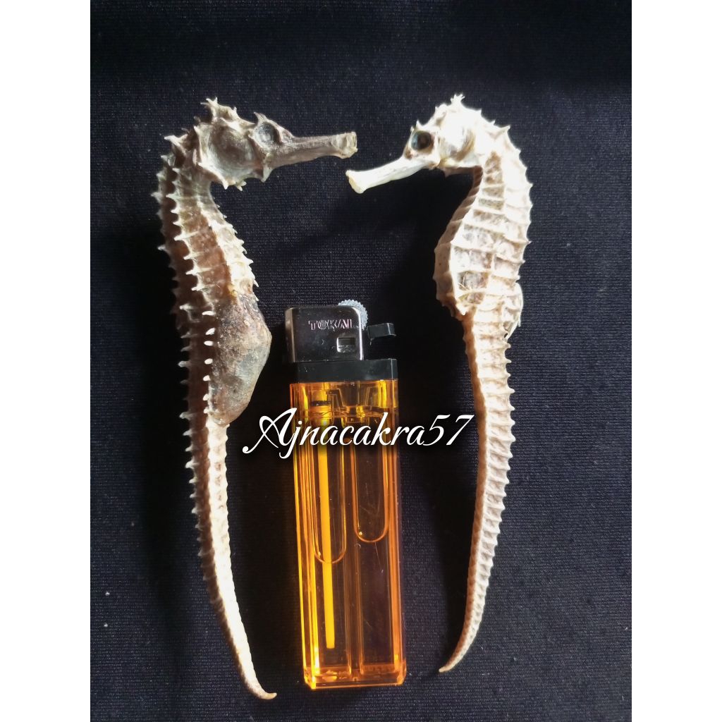 Kuda Laut Kering PILIHAN Ukuran Besar 11cm-15cm 100% Original (1 Biji)