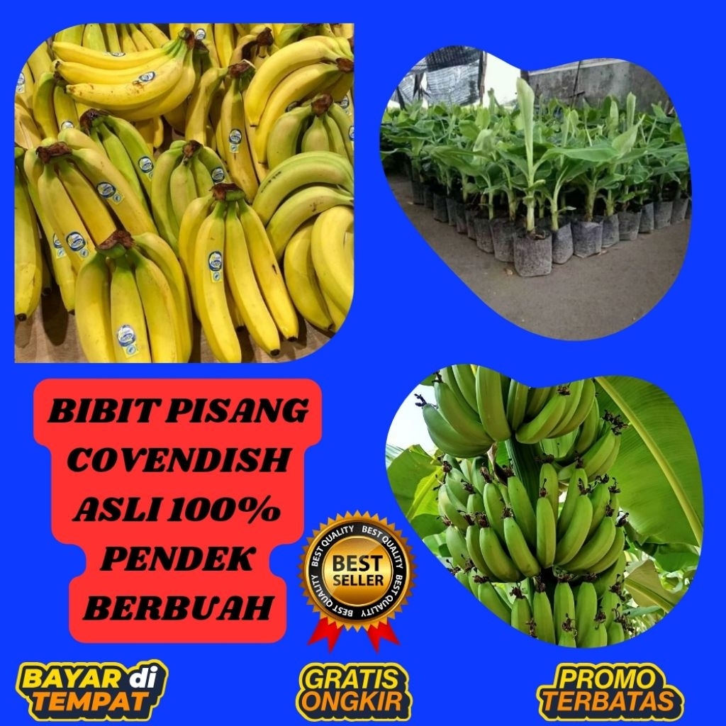 PROMO !! Benih Pisang Cavendish Kuning  Benih Pisang Cavendish Mini