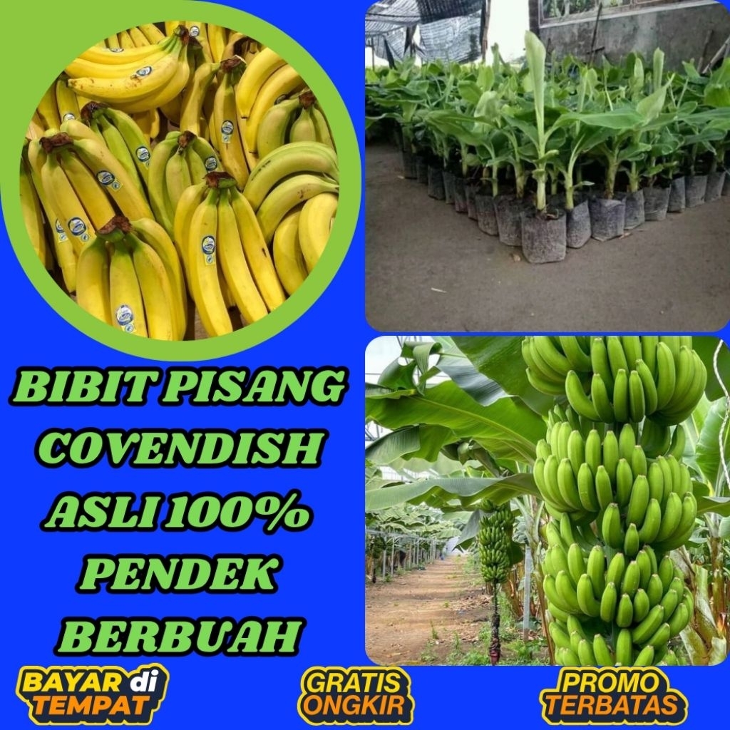 STOK TERBATAS  Bibit Pisang Cavendish Cj40