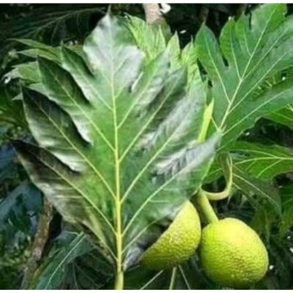 Daun sukun hijau Fress 30 lembar