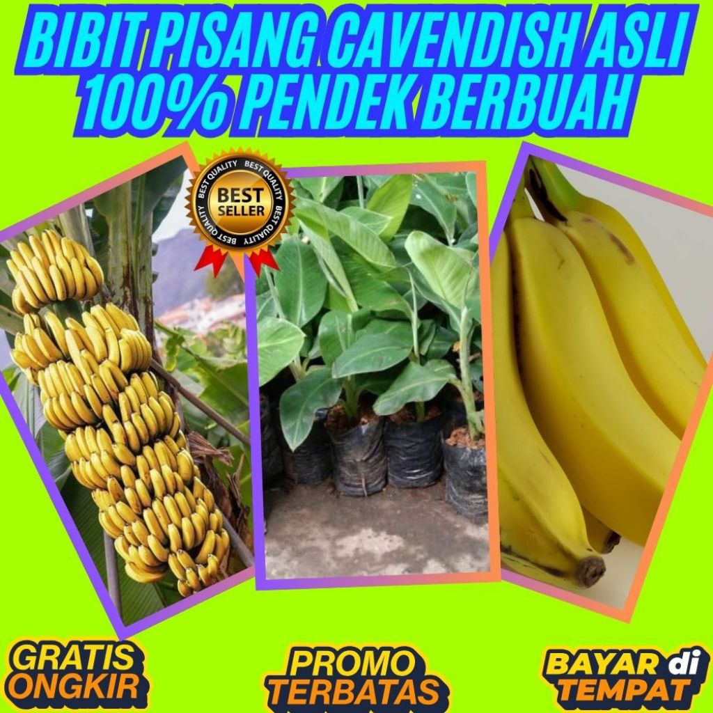 HARGA PETANI  Pohon Pisang Cavendish Sunpride  Pohon Pisang Cavendish Yang Bagus Pohon Pisang Cavend
