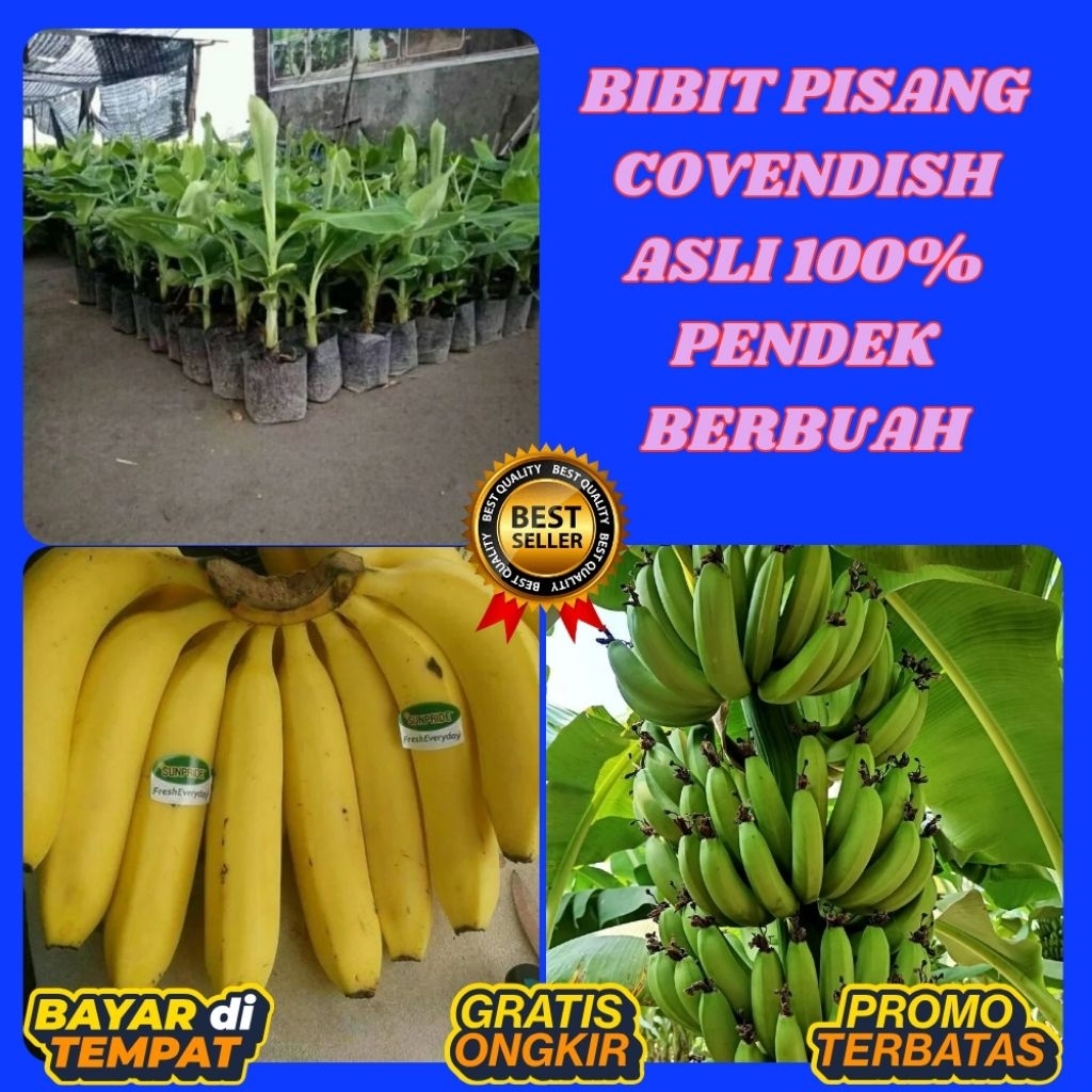 ASLI  Pohon Pisang Cavendish Mini