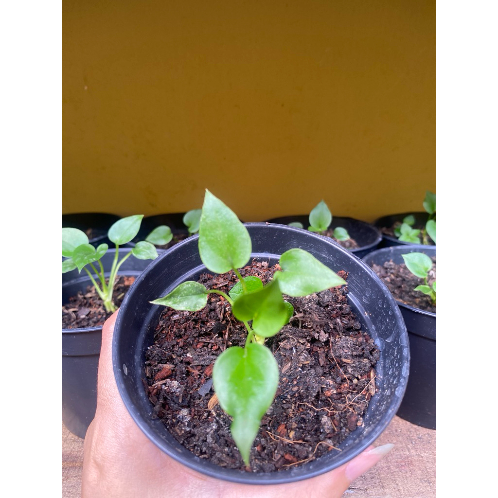 Bibit tanaman gelombang cinta