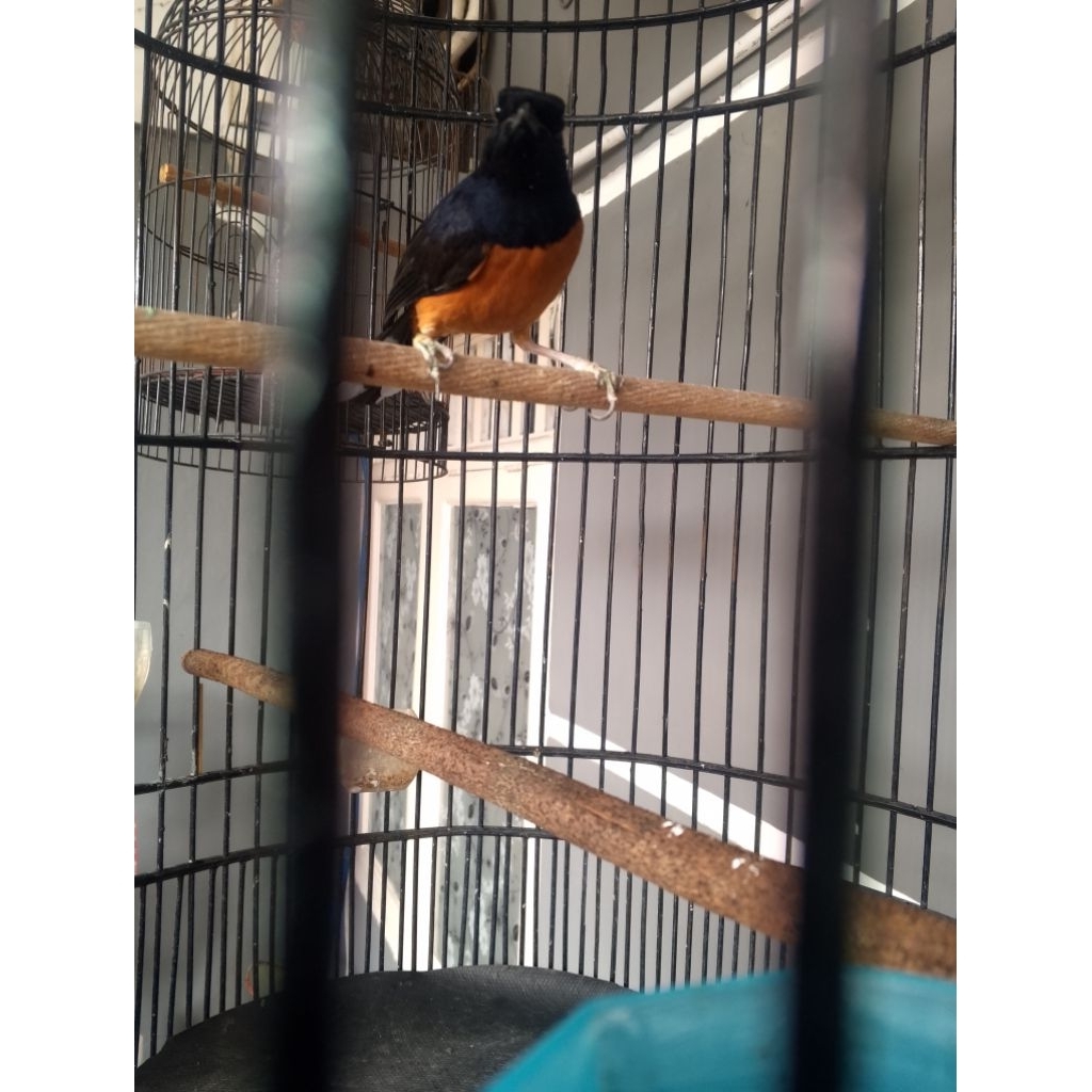 MURAI BATU MUDA Gacor Prospek Gantang