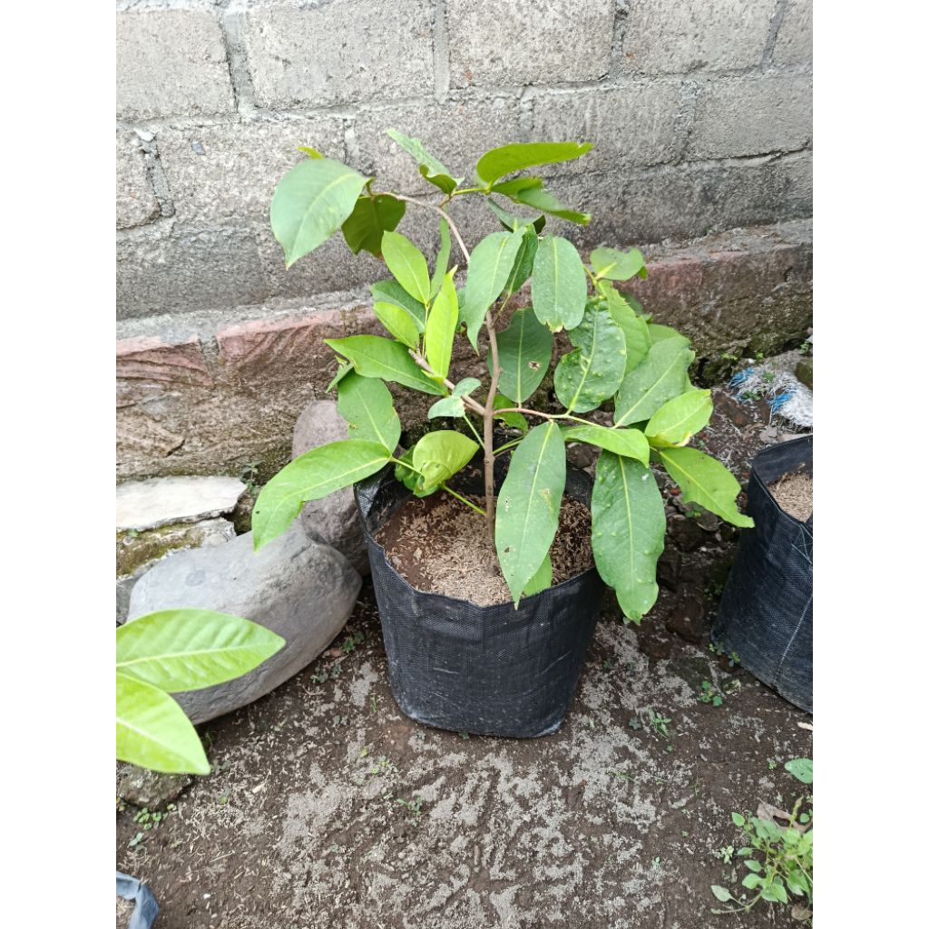 BIBIT JAMBU AIR GREEN Giant