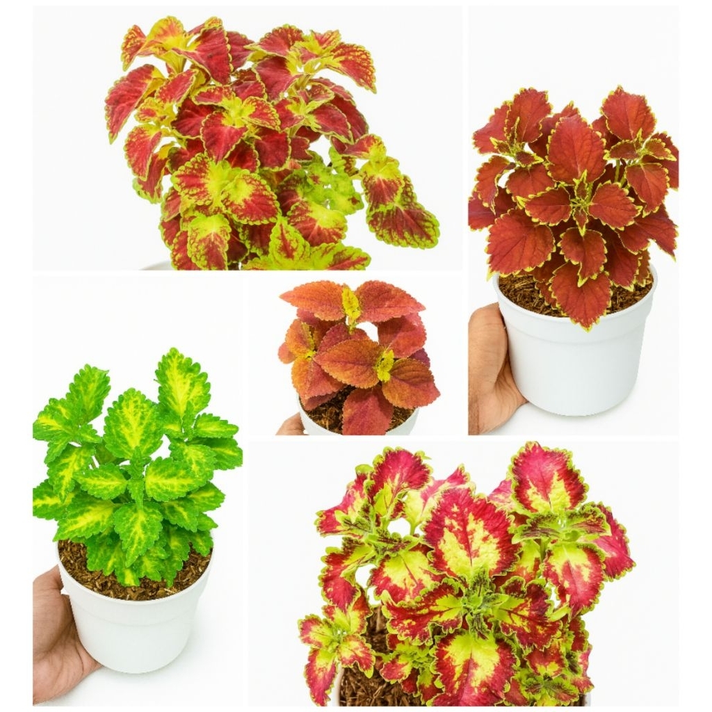 miana paket hemat beli 4 gratis 1 tanaman hias daun miana usia remaja bebas pilih jenis jawer kotok