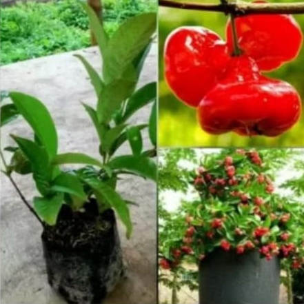 bibit buah jambu air kancing sudah berbuah