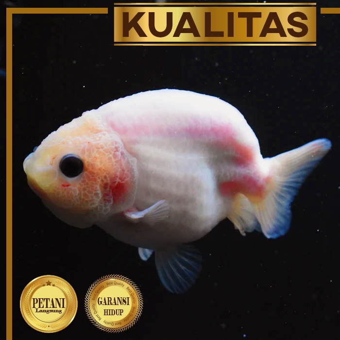 Baby Ranchu Pink Ikan Hias Mas Koki Hiasan Aquarium Aquascape atau Kolam Tanaman Air Tawar