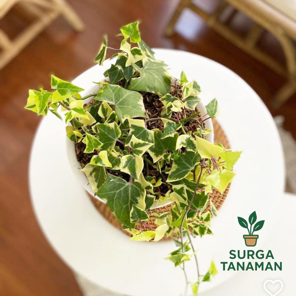 Tanaman hias indoor hedera helix - tanaman english ivy varigata - tanaman ivy varigata
