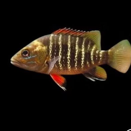 MANGROVE JACK UKURAN 10-12 CM