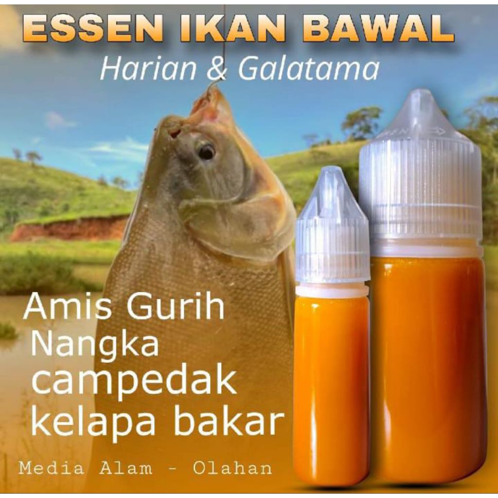 Essen Ikan Bawal Harian Dan Galatam Paling Gacor, Essen Ikan Bawal Aroma Amis Gurih Nangka Campedak 