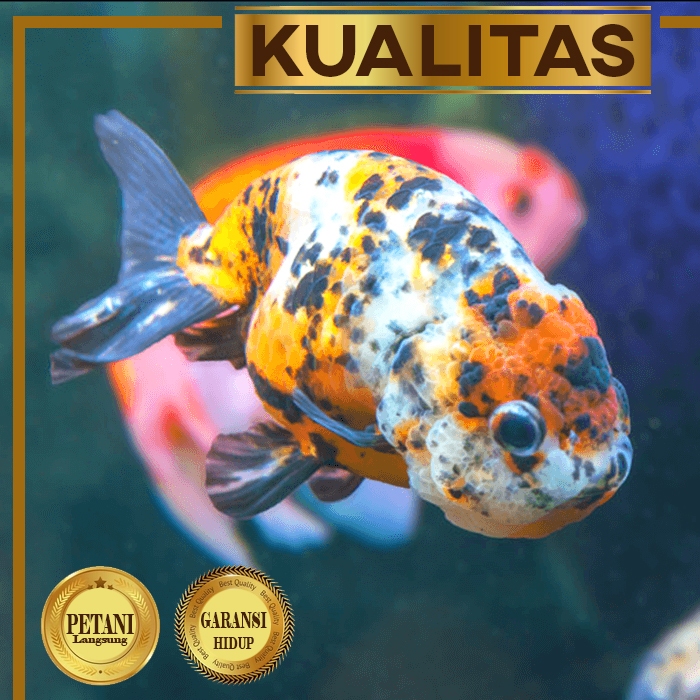 Ranchu Multicolor (L) Ikan Hias Mas Koki Hiasan Aquarium Aquascape Kolam Tanaman Air Tawar