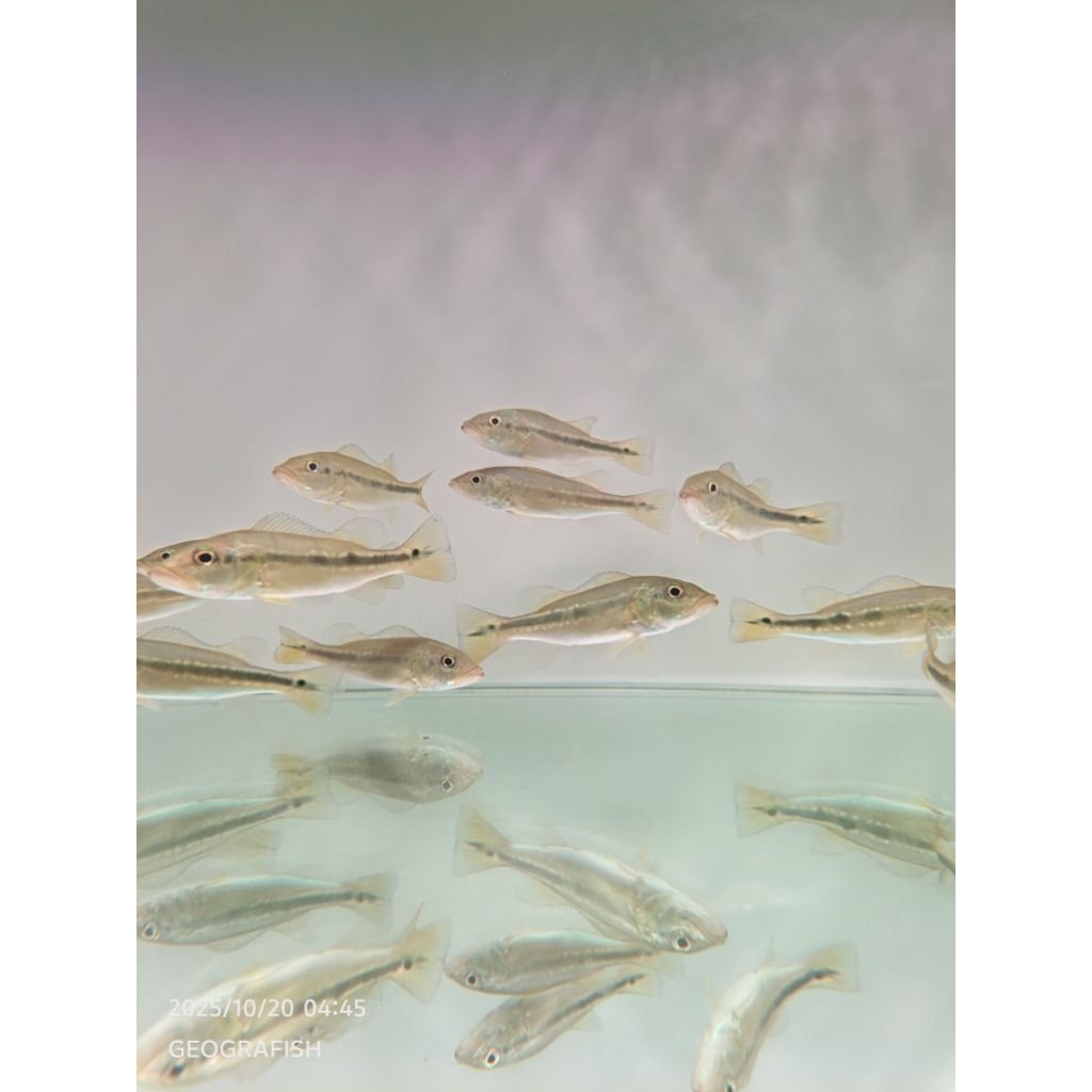 PBass Fogo | Fogo Pure 100%