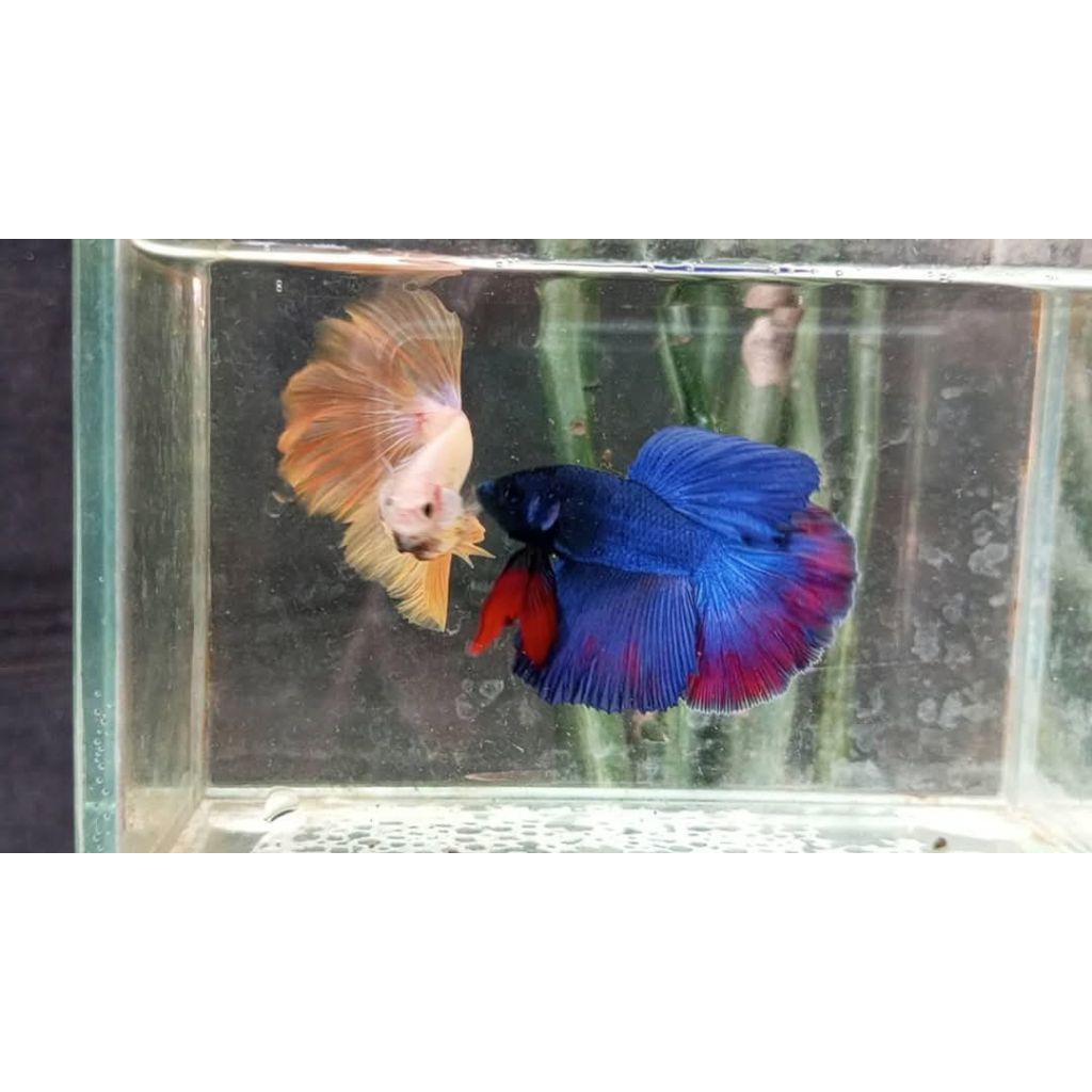 Paket botol+cupang Halfmoon