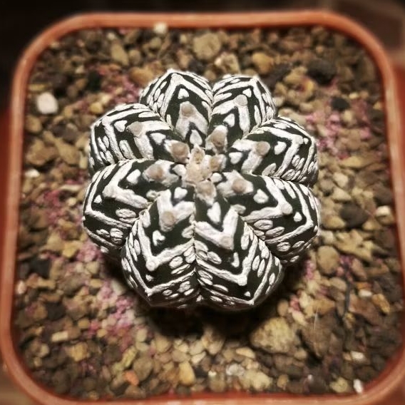 Astrophytum V type Hybrid (Rp.200.000)