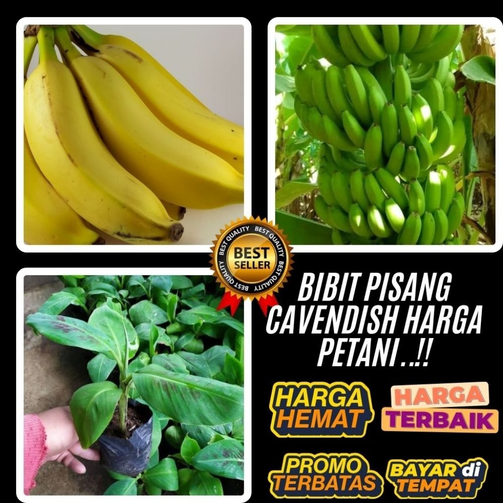 TERBUKTI ASLI  Pohon Pisang Cavendish Kuning Pohon Pisang Cavendish Mini