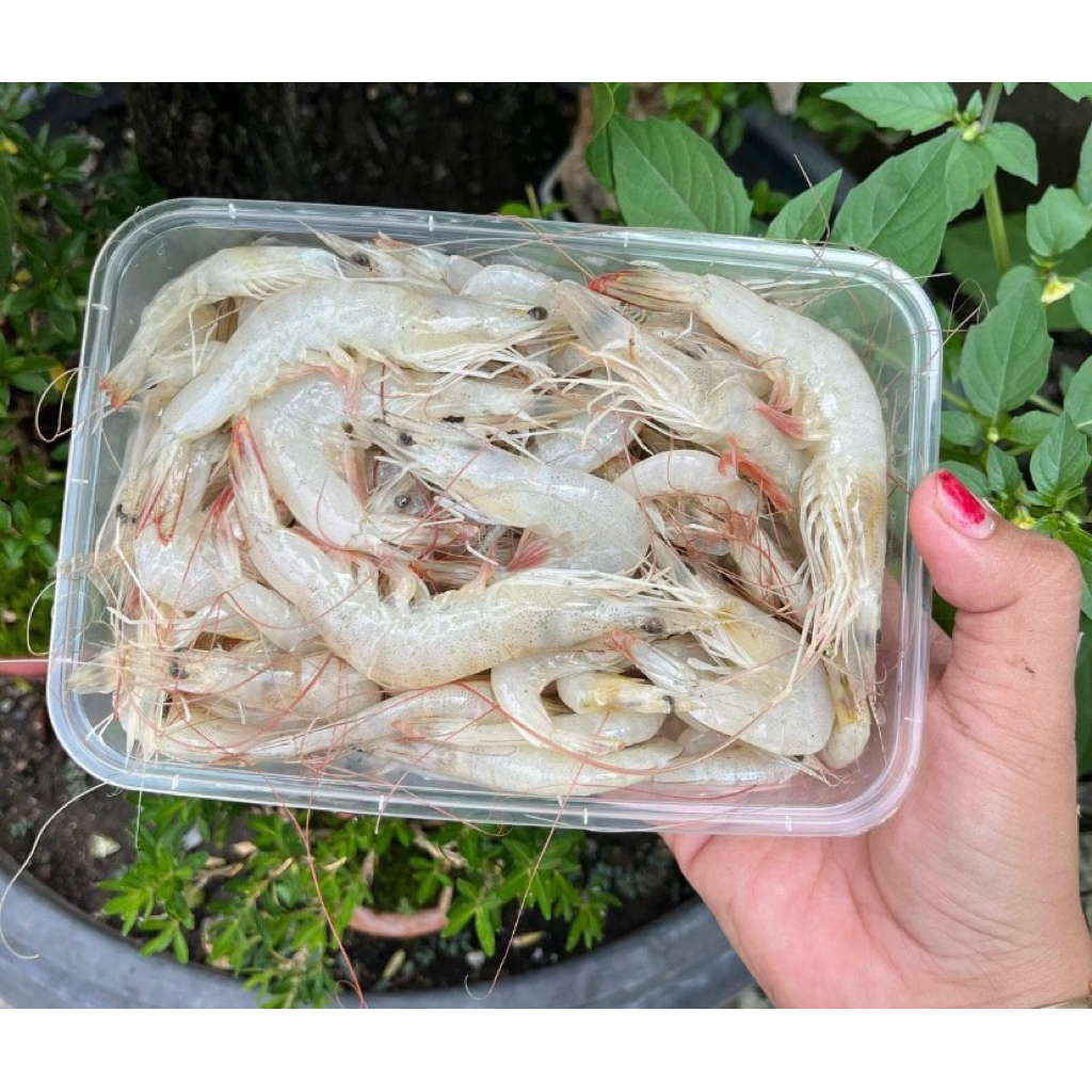 udang peyek