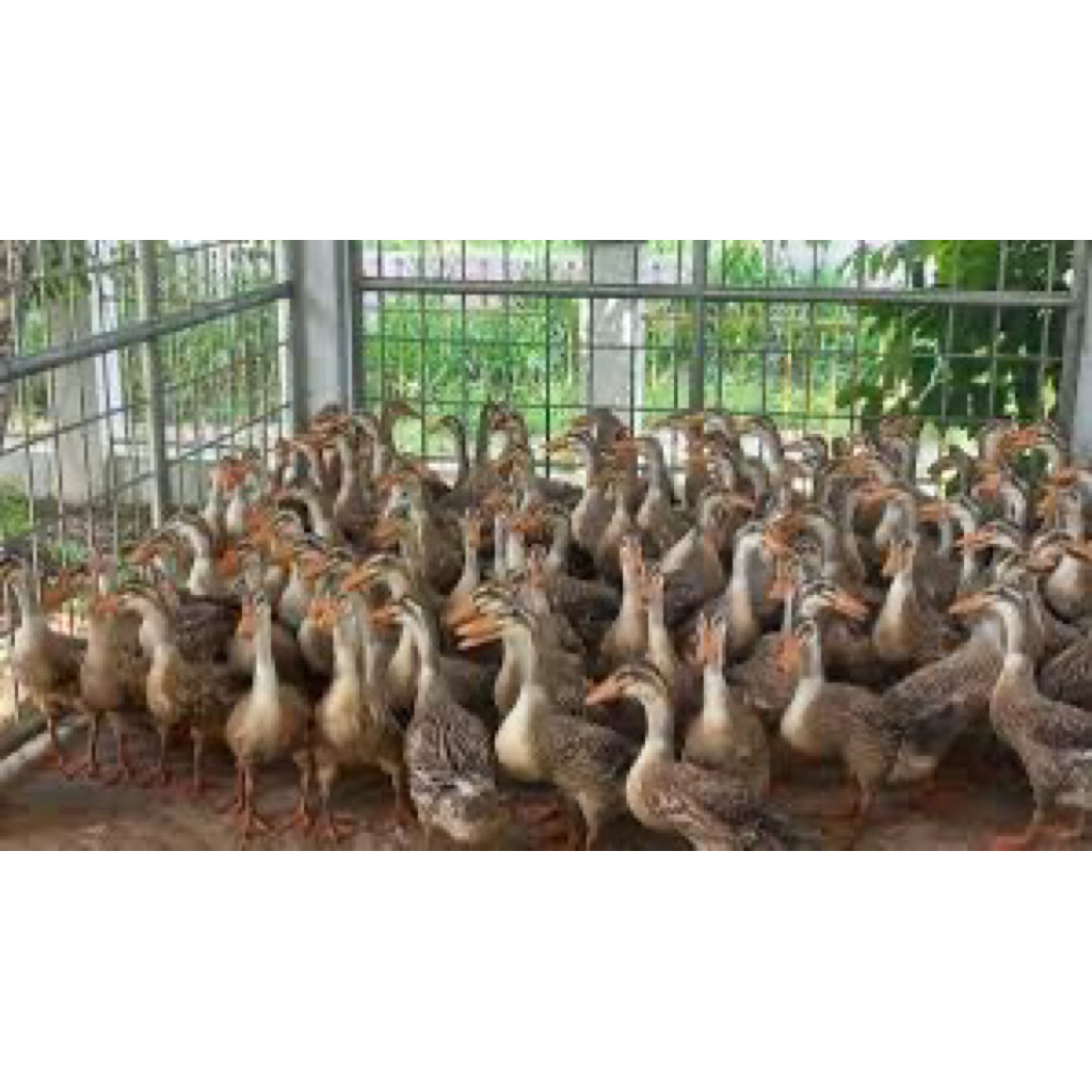 TELUR FERTIL BEBEK ALABIO UNTUK DI TETASKAN