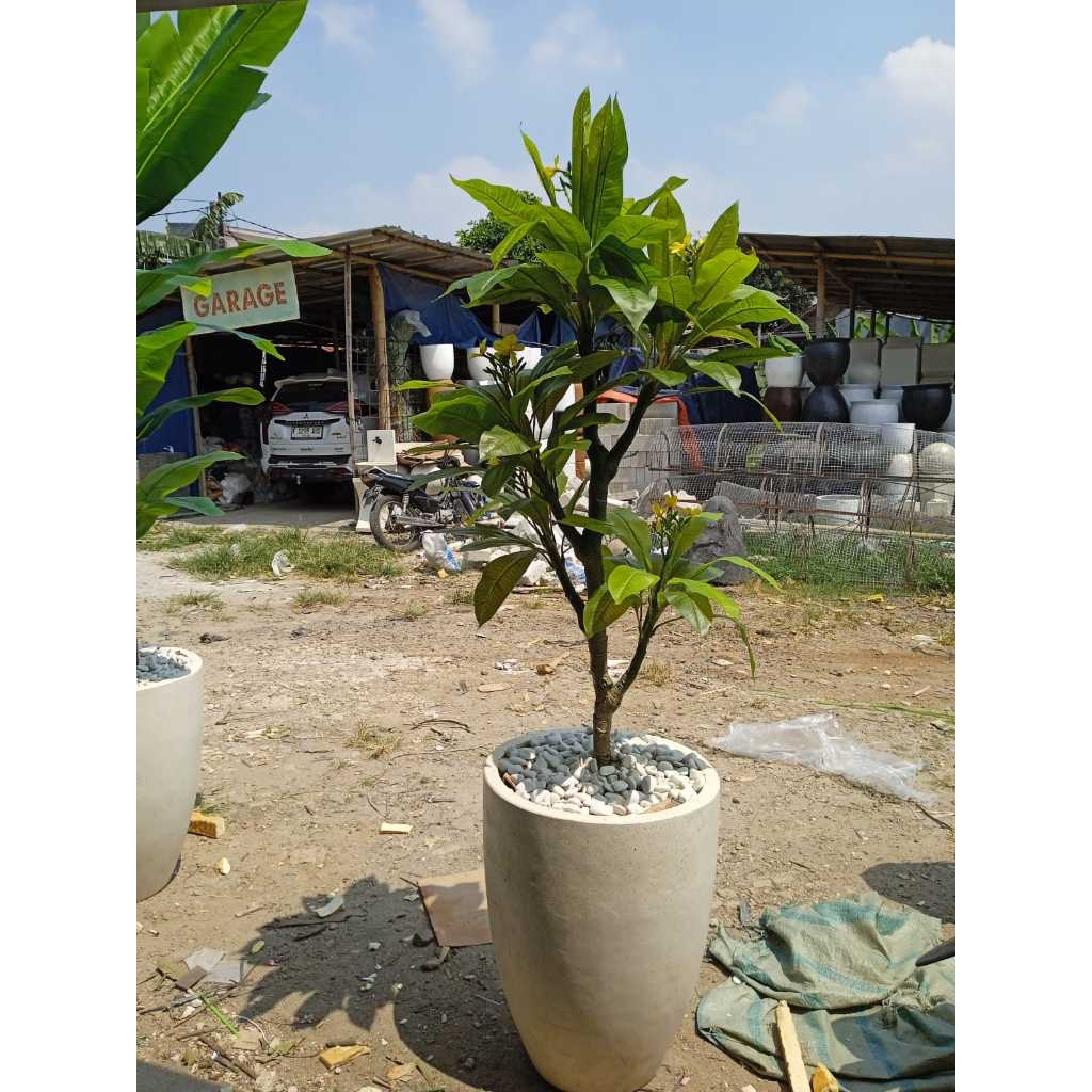 Fatih Bunga Pohon Kamboja Artificial Tinggi 2 Meter Lengkap Dengan Pot Hiasan Sudut Ruangan Cafe Kan