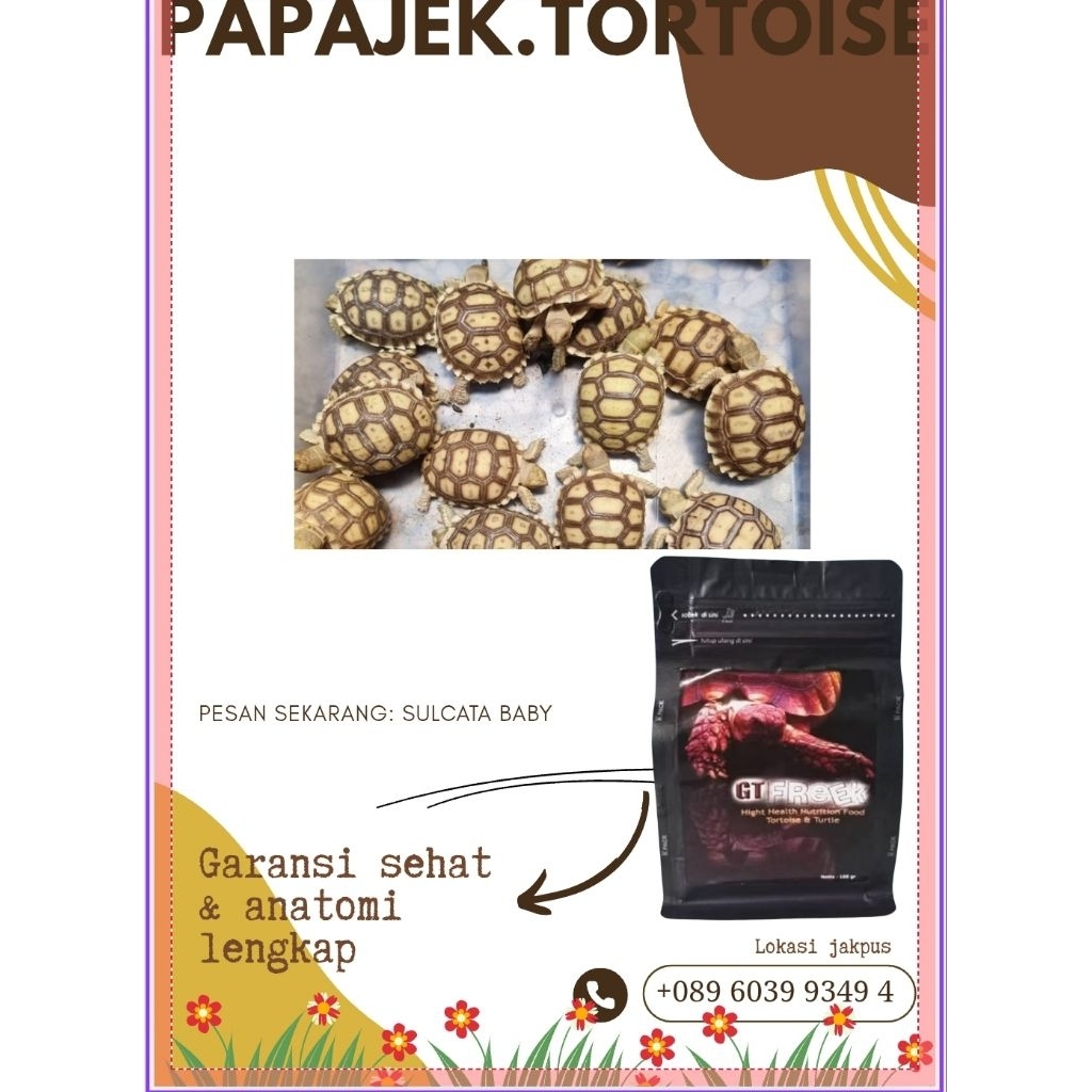 makanan sulcata 8cm dan baby