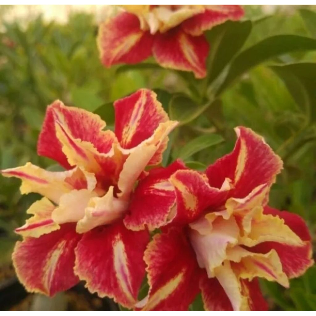 tanaman hias adenium grafting red