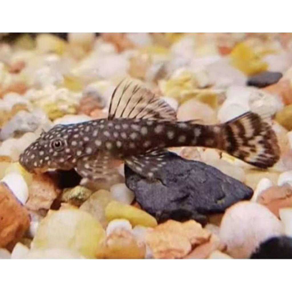 ikan hias sapu-sapu pembersih aquarium isi 5 ekor