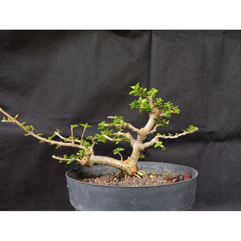 Bahan Bonsai Pohon Sancang Premna Microphylla - Real Pict