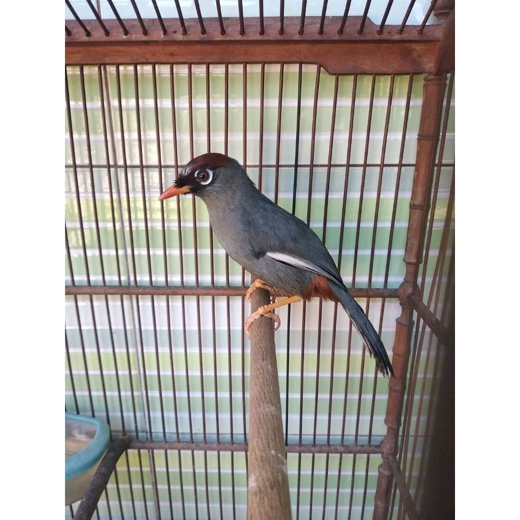 BURUNG POKSAY MANDARIN JANTAN