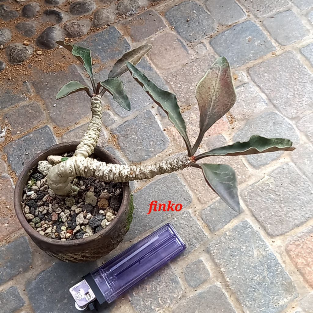 euphorbia francoisii hybrid, mature form